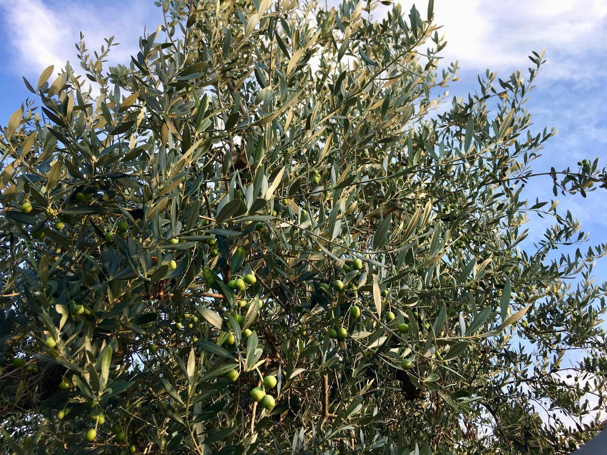 C'Era Una Volta Podere San Giovanni Фосачезия Екстериор снимка
